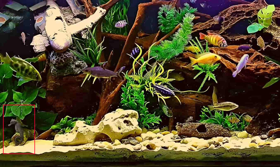 Süre: 5 saniye! Akvaryumdaki deniz atını gören üstün zekalı sayılıyor