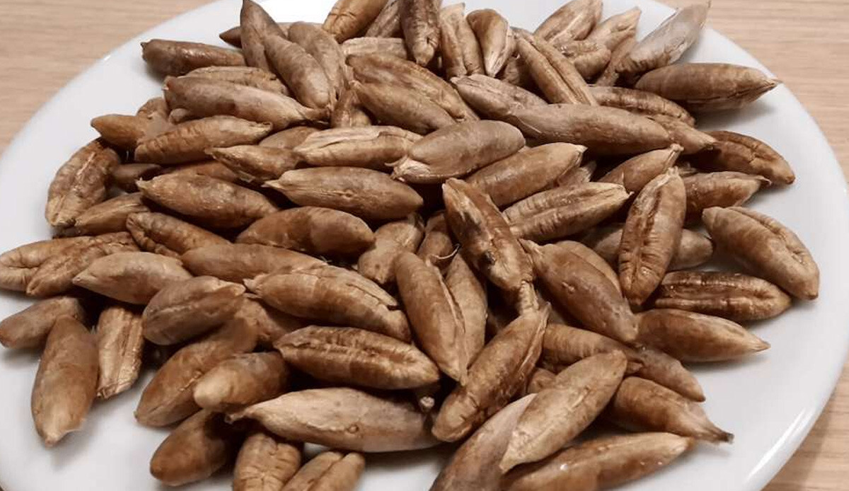 Hurma çekirdeklerini çöpe atmayın, faydasını duyan pişman oluyor! Daha önce etkisini hiç duymadınız