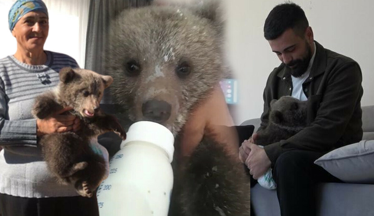 Gören tekrar dönüp bakıyor! Ormanda buldu, eve getirdi ve maskot oldu: Yavru 