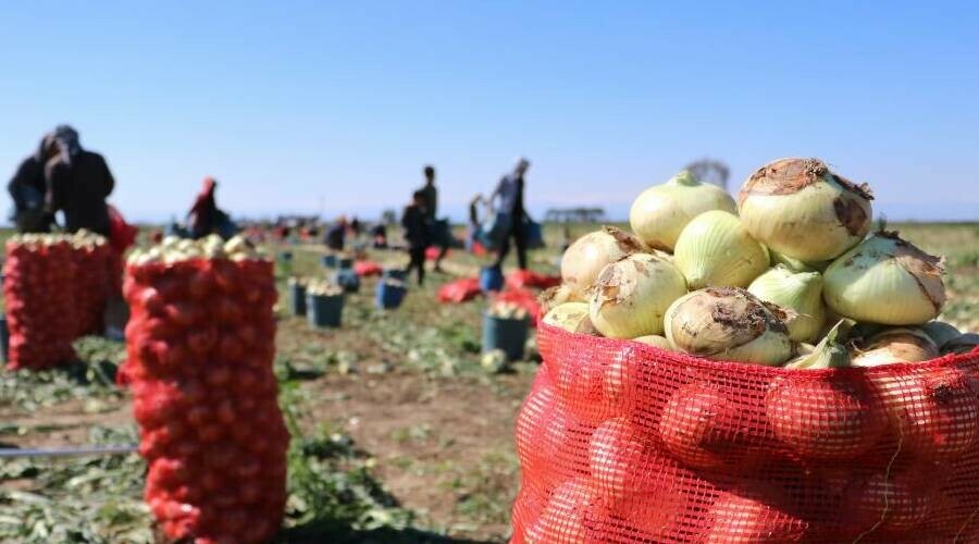 Adana’dan tüm Türkiye’ye gönderiliyor… Bu yıl 2 kat ekildi! Üretici duyurdu: Bayramdan sonra fiyatlar düşecek Adana’dan tüm Türkiye’ye gönderiliyor… Bu yıl 2 kat ekildi! Üretici duyurdu: Bayramdan sonra fiyatlar düşecek