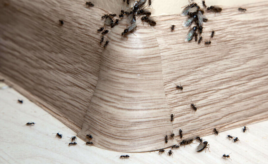 Evlerini karıncalara adeta kiralayanlar dikkat! Doğal yöntemler ile karıncaların gelmelerini önleyebilirsiniz..