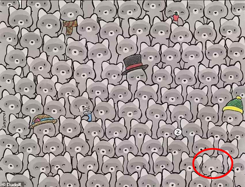 15 saniyeniz var! Resimdeki kediyi bulan ‘cingöz’ kabul ediliyor 15 saniyeniz var! Resimdeki kediyi bulan ‘cingöz’ kabul ediliyor