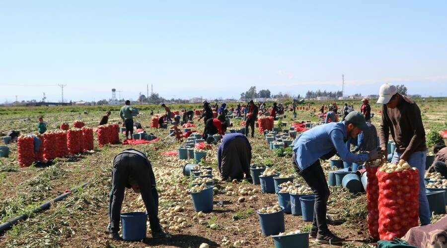 Adana’dan tüm Türkiye’ye gönderiliyor… Bu yıl 2 kat ekildi! Üretici duyurdu: Bayramdan sonra fiyatlar düşecek Adana’dan tüm Türkiye’ye gönderiliyor… Bu yıl 2 kat ekildi! Üretici duyurdu: Bayramdan sonra fiyatlar düşecek