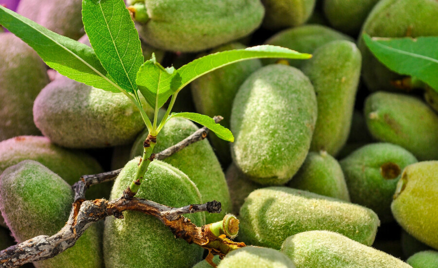 Yıllara meydan okumanızı sağlayacak olan formül duyuruldu! Mevsimi geldi, avuç avuç tüketin!