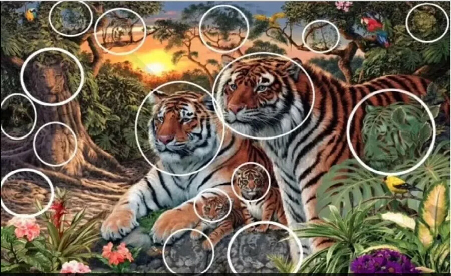 Süreniz 45 saniye! Kaç tane kaplan görüyorsun? Bakanların sadece yüzde biri tam sayıyor Süreniz 45 saniye! Kaç tane kaplan görüyorsun? Bakanların sadece yüzde biri tam sayıyor