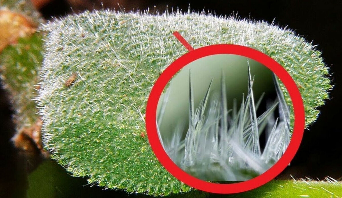 Veganlar bu habere üzülecek! Bitkilerin çığlık attıkları kanıtlandı