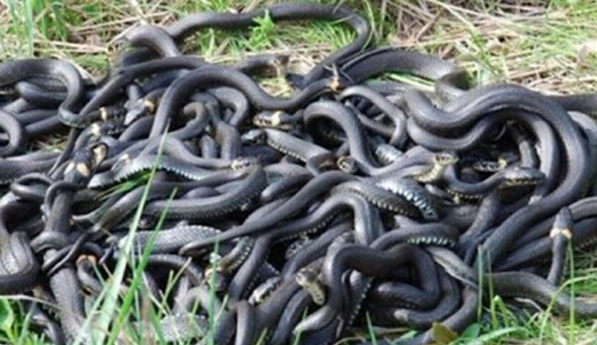 Onlar en tehlikelisi: Mevsimi gelmedi ama çıkmaya başladılar! Zehirli yılan beklenmeyen yerden fırlayınca zavallı kadın korkudan neye uğradığı şaşırdı