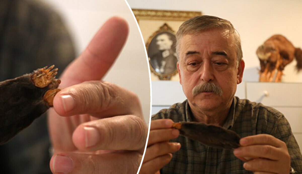 Türk profesör 3 yeni tür keşfetti: Karadeniz'de sayıları artıyor