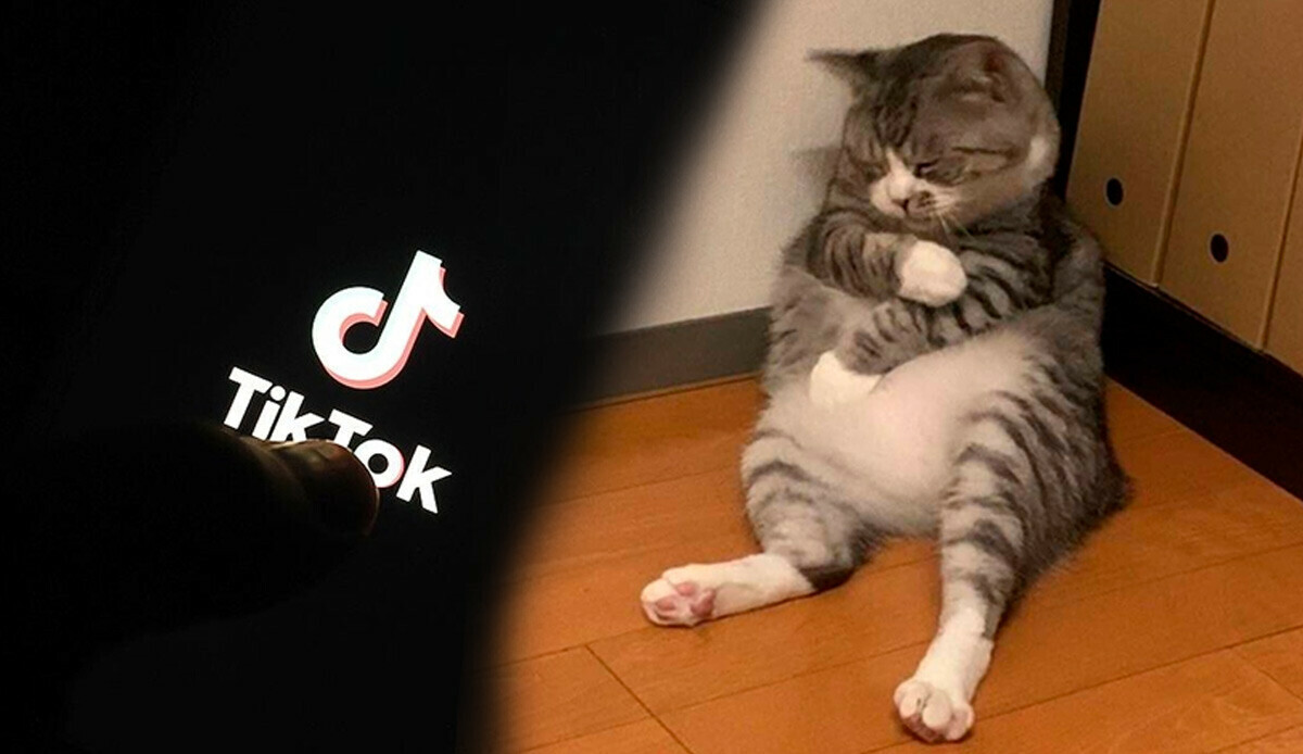 Ukrayna direnişine TikTok engeli: 'Kedi videoları' üretimi yavaşlatıyor Ukrayna direnişine TikTok engeli: 'Kedi videoları' üretimi yavaşlatıyor