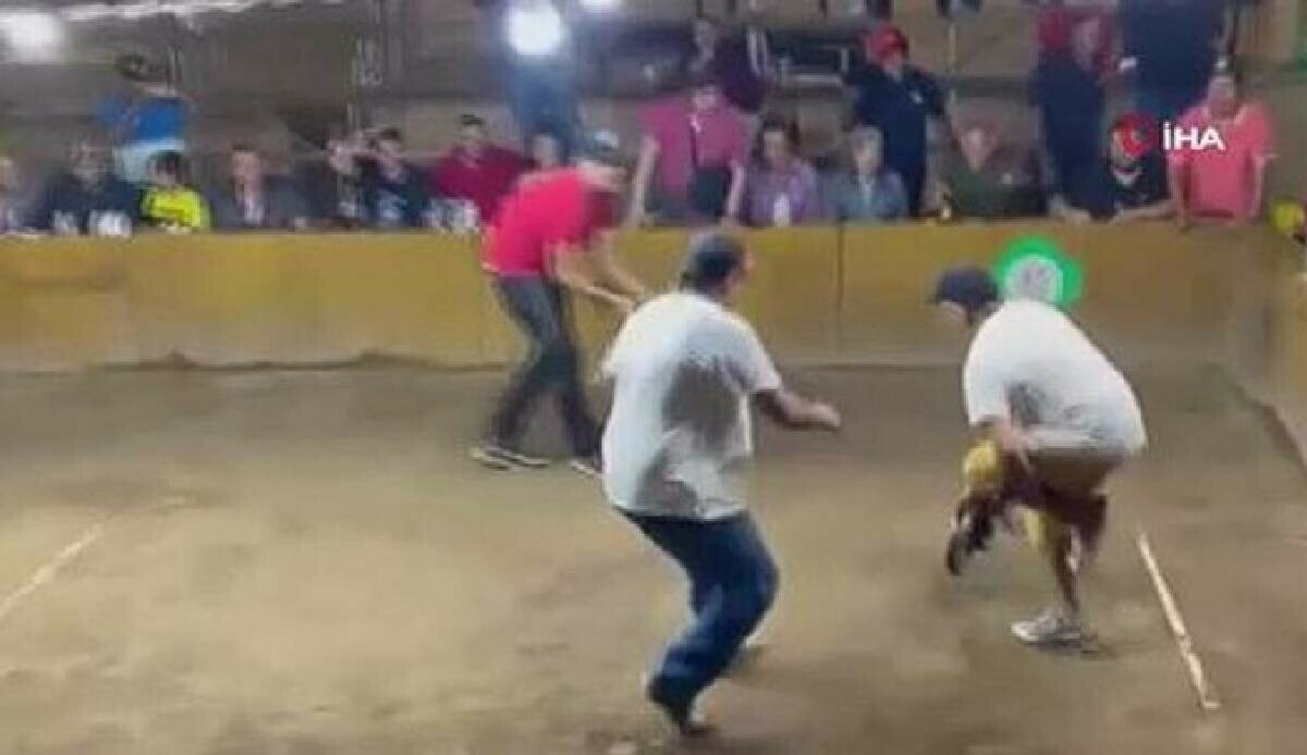 Dövüştürülen horoz rakibine değil sahibine saldırdı! Çevredekiler zor ayırdı Dövüştürülen horoz rakibine değil sahibine saldırdı! Çevredekiler zor ayırdı