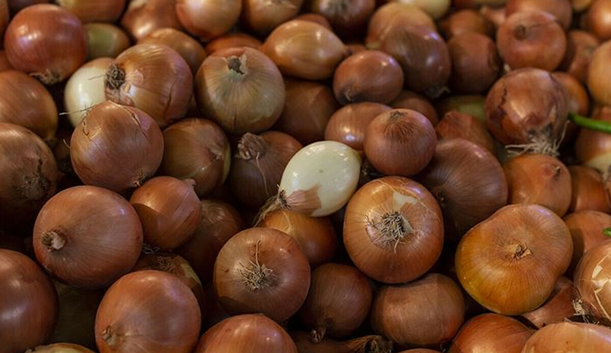 Hasat arttı, hem üretici hem de tüketici umutlandı: Beklenen 135 bin tonluk rekolte ile soğan fiyatları düşecek