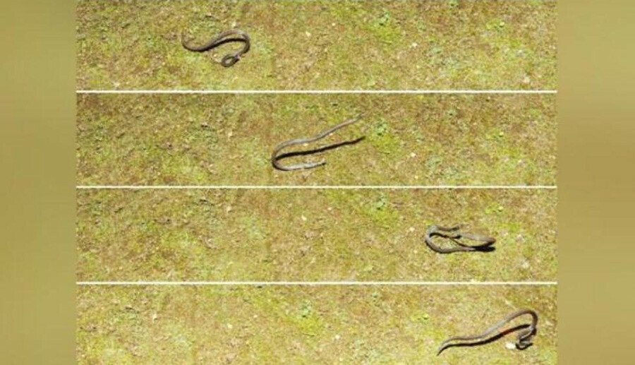 Bilim dünyasında ilk: Takla atan yılan anbean görüntülendi
