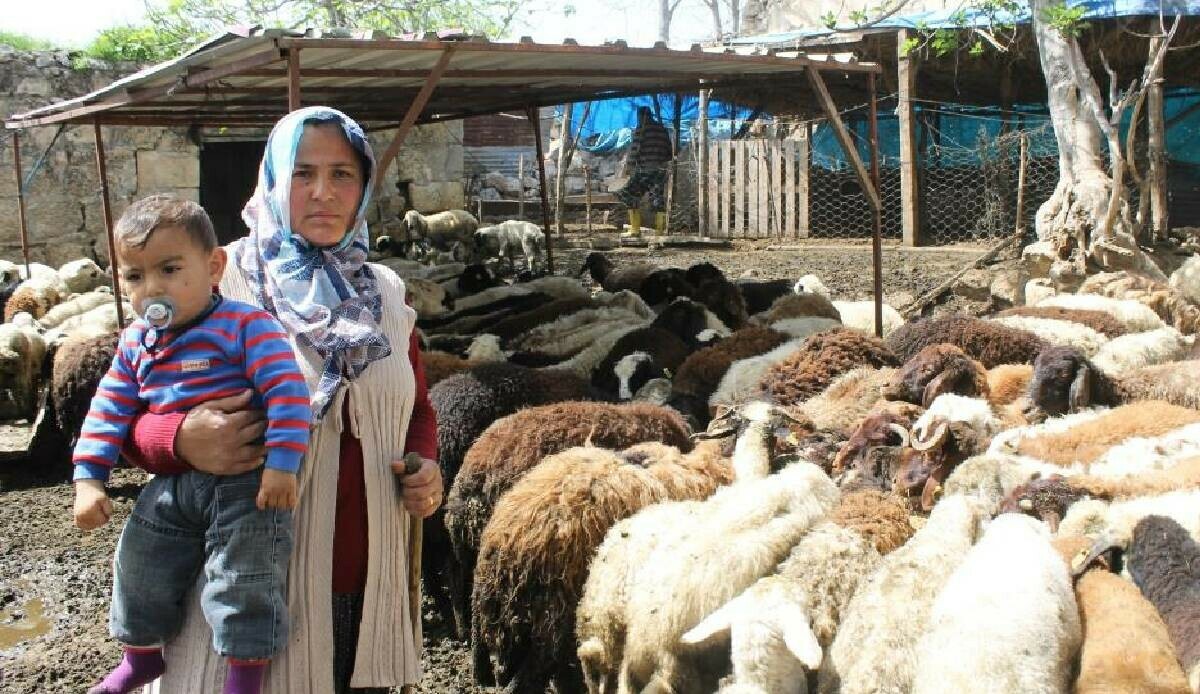 Devletten aldığı destekle besici oldu: Dört çocuğunun geçimini koyunlardan sağlıyor