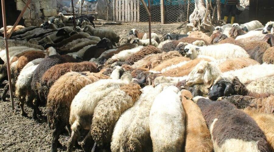 Devletten aldığı destekle besici oldu: Dört çocuğunun geçimini koyunlardan sağlıyor Devletten aldığı destekle besici oldu: Dört çocuğunun geçimini koyunlardan sağlıyor
