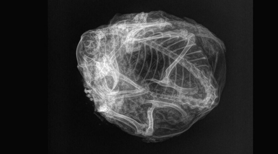 Bilim insanları 30 bin yıllık tüy yumağının sırrını çözdü