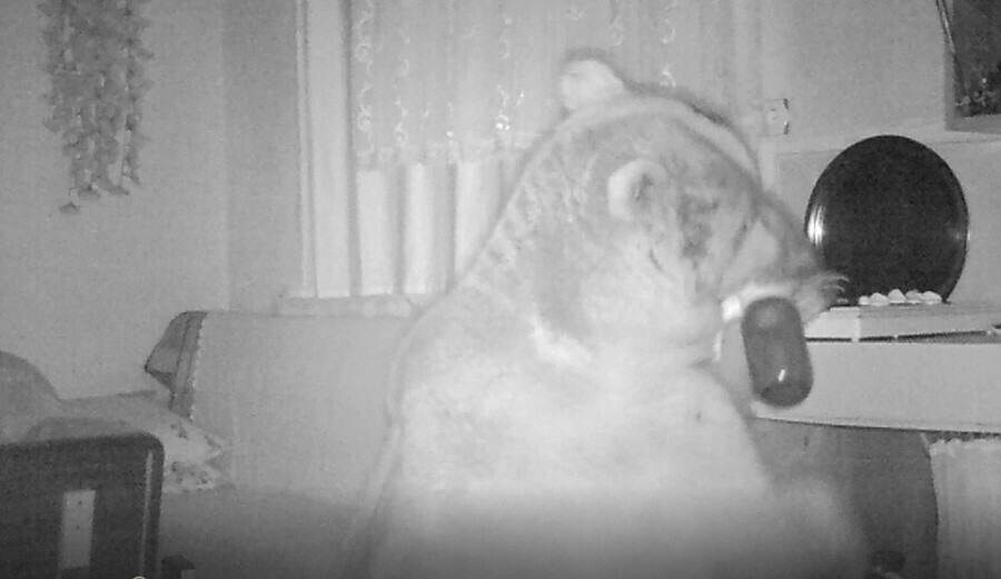 Bir yaylanın başı dertte, üstelik yalnız da değil! Zeytinyağı içti, fındık yedi... Girmedik ev bırakmadı