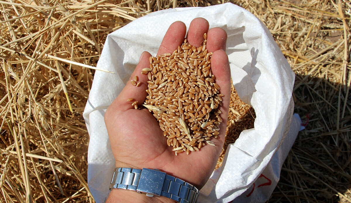 Çiftçinin cebi para dolacak! Türk bilim adamları geliştirdi: Verimi yüksek, kuraklığa dayanıklı...