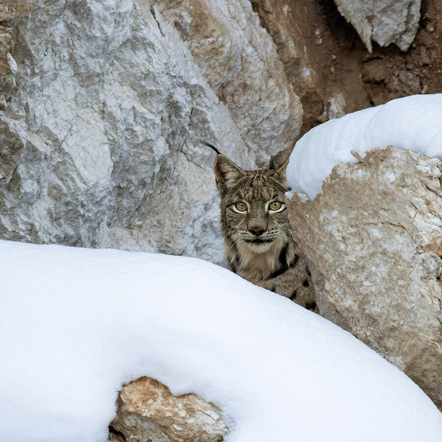 'Ormanların hayaleti' deniliyor, kimse nerede yaşadığını bilmiyor... Dağların eteklerinde burun buruna gelip sesini kaydetti