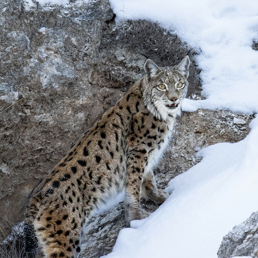'Ormanların hayaleti' deniliyor, kimse nerede yaşadığını bilmiyor... Dağların eteklerinde burun buruna gelip sesini kaydetti