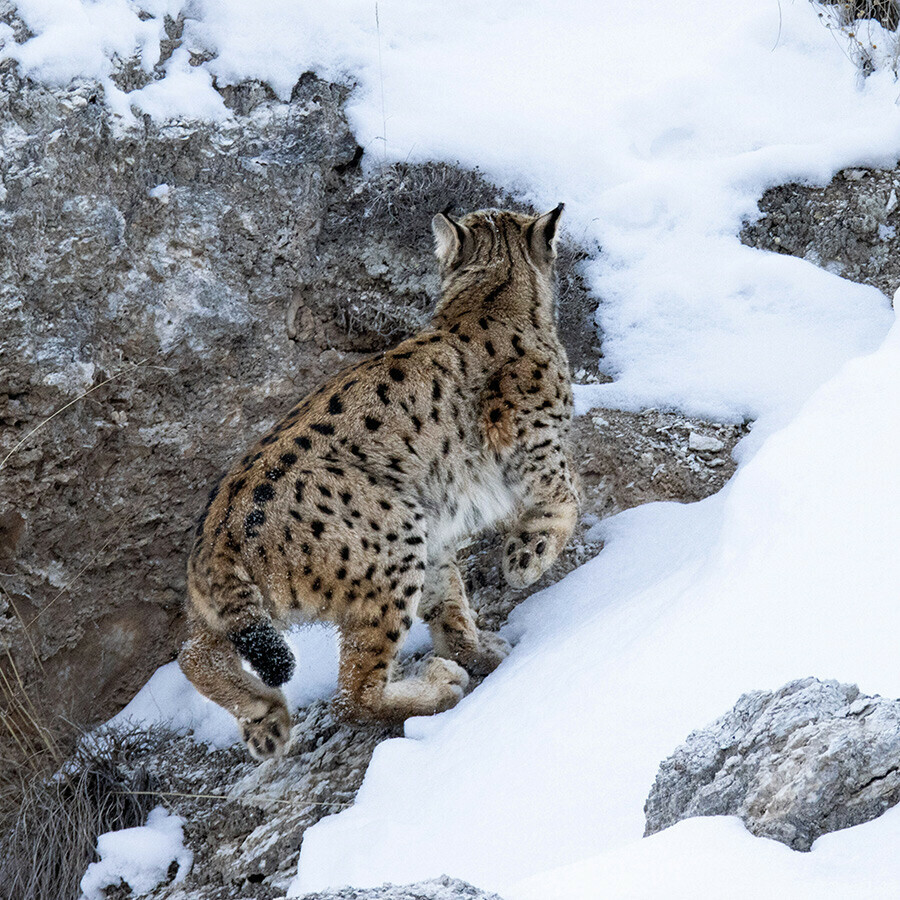 'Ormanların hayaleti' deniliyor, kimse nerede yaşadığını bilmiyor... Dağların eteklerinde burun buruna gelip sesini kaydetti