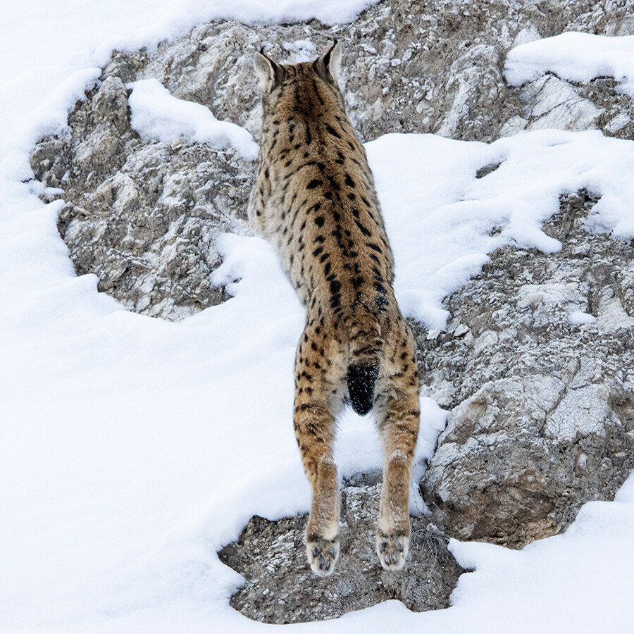 'Ormanların hayaleti' deniliyor, kimse nerede yaşadığını bilmiyor... Dağların eteklerinde burun buruna gelip sesini kaydetti