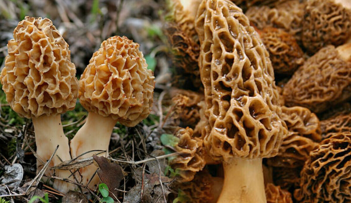 Sadece ağaç diplerinde yetişiyor! Toplayıp kurusunu 3 bin TL'den satıyorlar