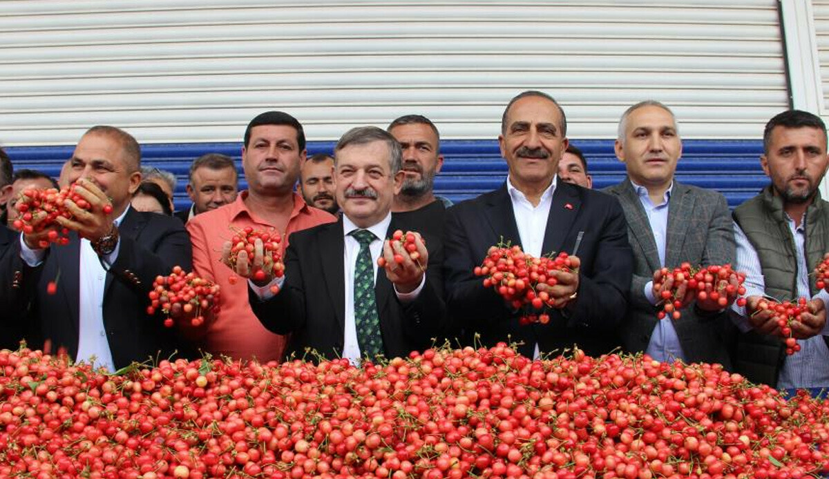 Kuzey Yarım Küre'nin ilkinde hasat yüz güldürdü! İlk kiraz açık artırma ile satıldı: Kilogram fiyatı dudak uçuklattı