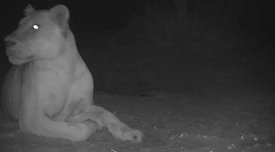 'Soyu tükendi' denilen aslan 19 yıl sonra yeniden görüldü