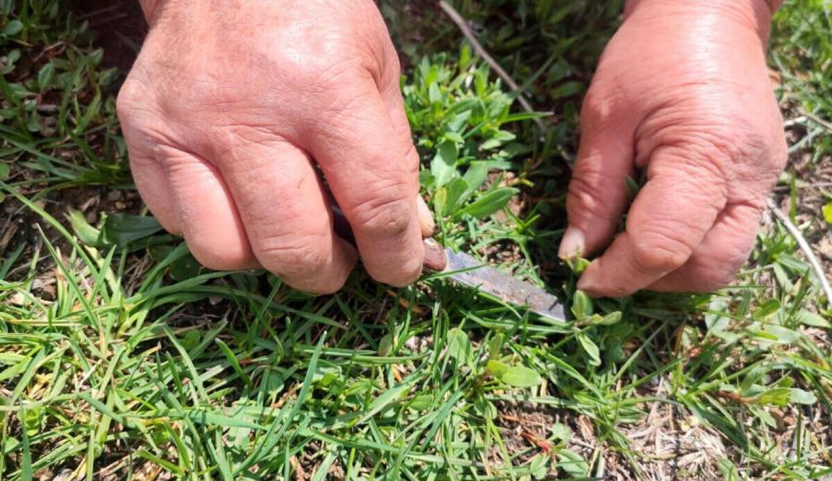 Doğada kendiliğinden yetişiyor, bin bir zahmetle toplanıyor… Faydası inanılmaz: Kan şekerini dengeleyici, idrar söktürücü
