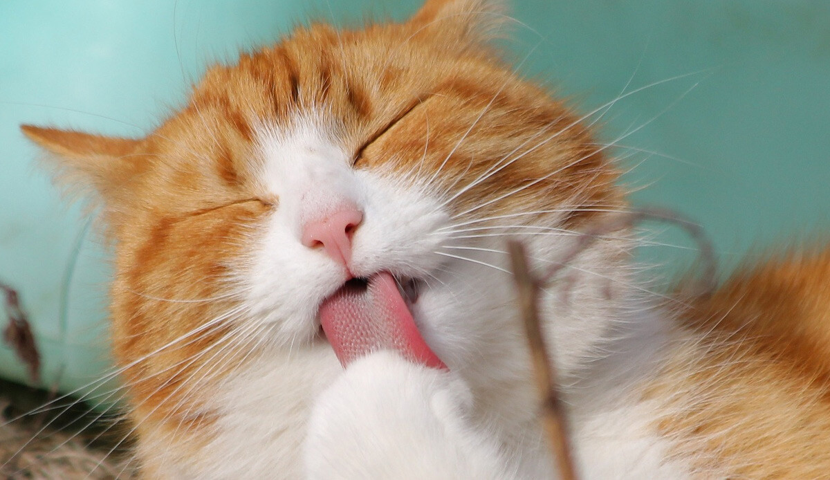 Kedi bakımında en çok bu hatalar yapılıyor… Evcil hayvan besleyenler dikkat! Kedi bakımında en çok bu hatalar yapılıyor… Evcil hayvan besleyenler dikkat!