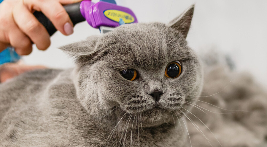 Kedi bakımında en çok bu hatalar yapılıyor… Evcil hayvan besleyenler dikkat!