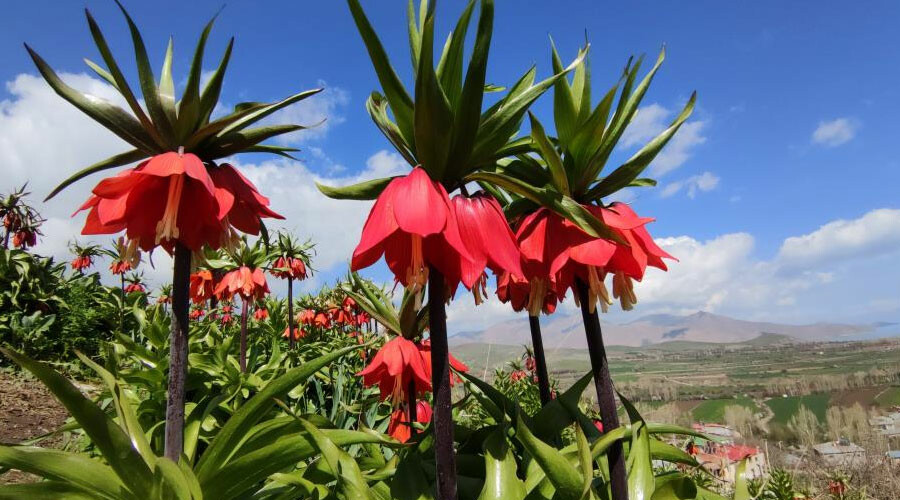 Van’da iki mevsim yaşanıyor: Bir yanda kara kış bir yanda bahar