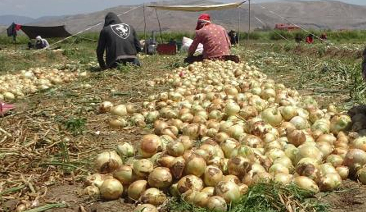 Sonunda oldu! Soğanın fiyatı tarlada düştü, çiftçi memnun: Daha da düşecek