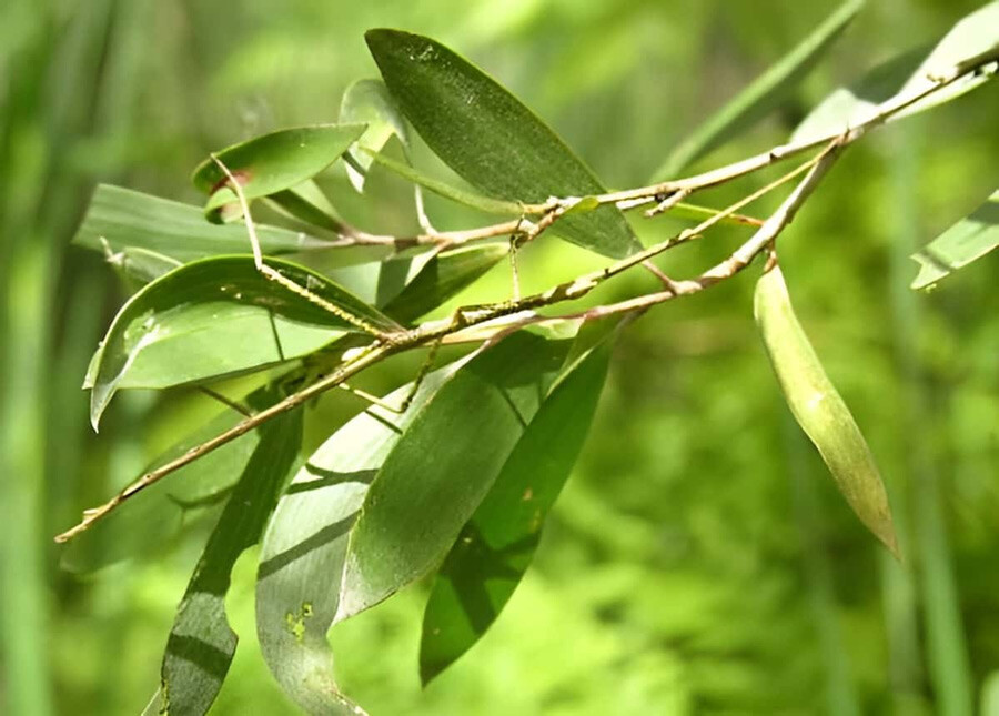 Süre 4 saniye! Görseldeki böceği yalnızca zehir gibi beyni olanlar buluyor