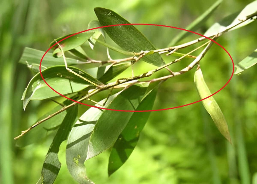 Süre 4 saniye! Görseldeki böceği yalnızca zehir gibi beyni olanlar buluyor