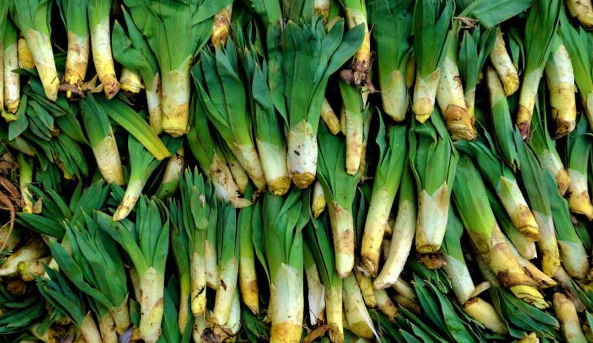 Şimdi tam mevsimi… Yedikten hemen sonra bağırsakları boşaltıyor