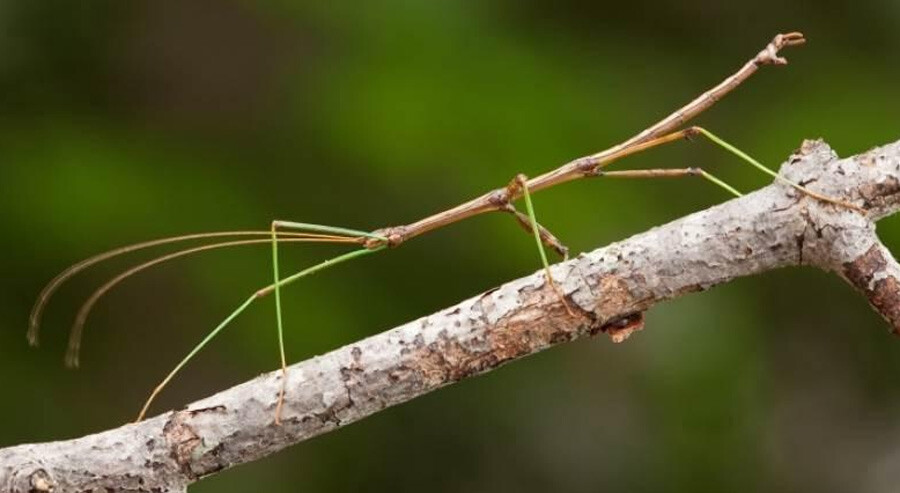 Süre 4 saniye! Görseldeki böceği yalnızca zehir gibi beyni olanlar buluyor