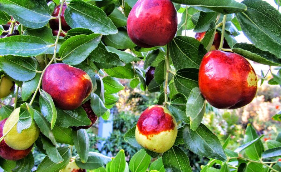 Vücuttaki pis kanı temizliyor.. 1 tutam yemek bile etkisini gösteriyor..