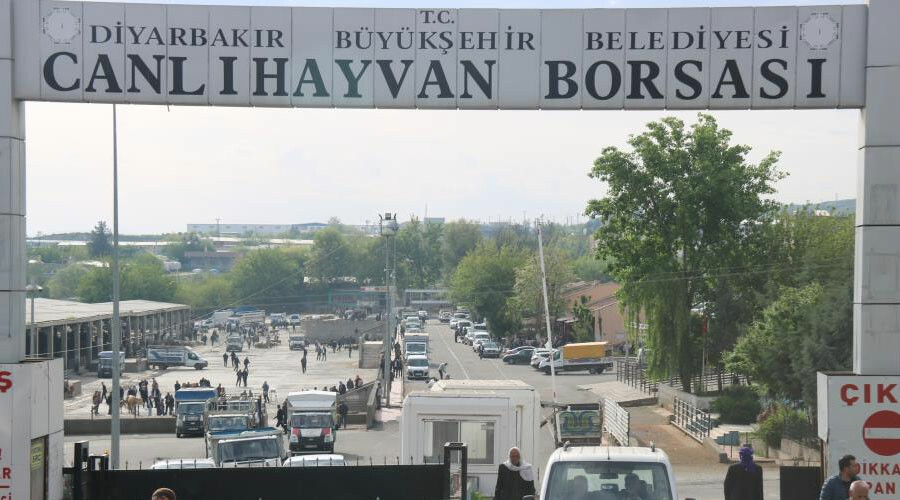 Canlı hayvan borsası açıldı, fiyatlar düşüşe geçti!