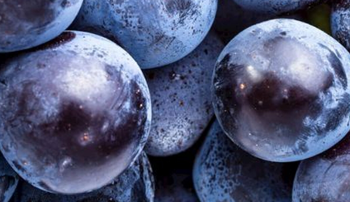 Kanı tertemiz yapıyor, adeta demir deposu! 'Siyah inci'nin mevsimi  geldi, hasat başladı: Önce büyükşehirlere sonra yurt dışına gönderilecek