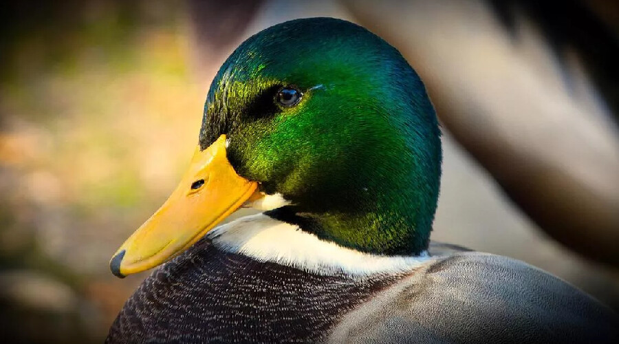 Ördek sendromu nedir? Nedenleri, belirtileri, tedavisi, testi