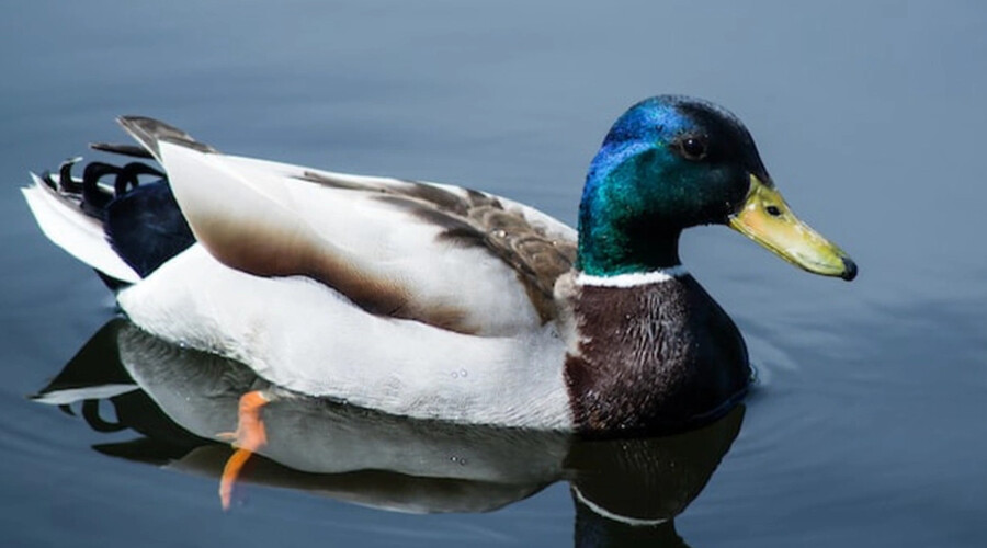 Ördek sendromu nedir? Nedenleri, belirtileri, tedavisi, testi