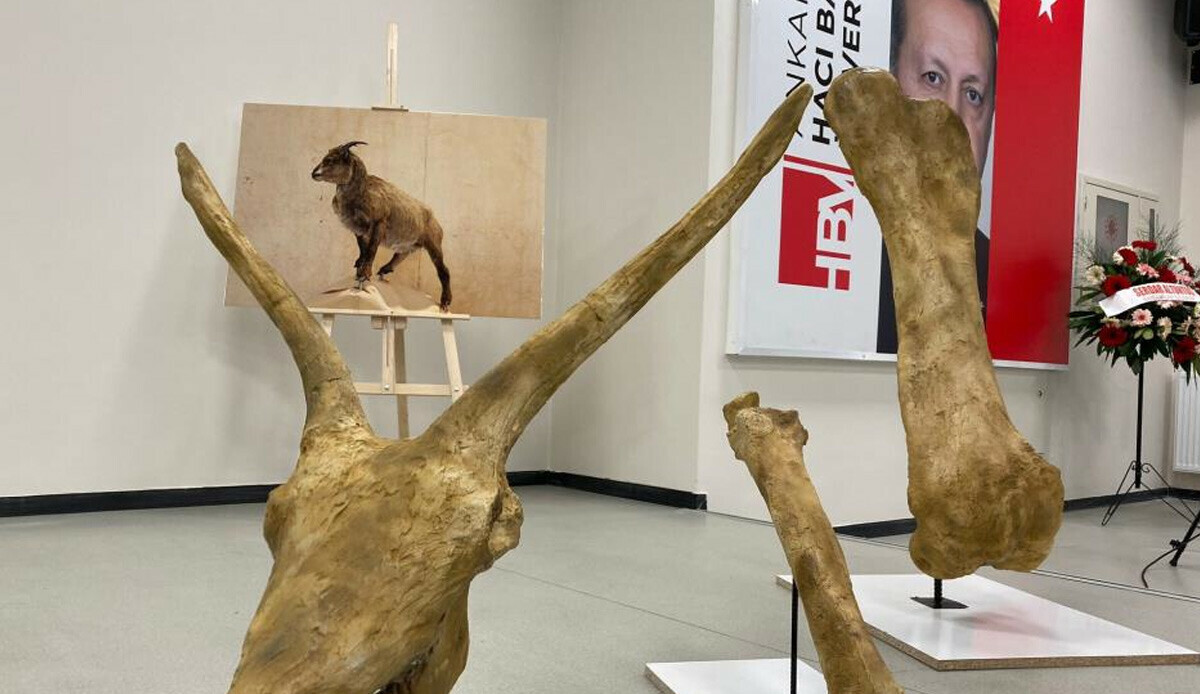 Anadolu'da büyük keşif! Tam 7.5 milyon yıl önce yaşamışlar: Dünyada bir örneği yok