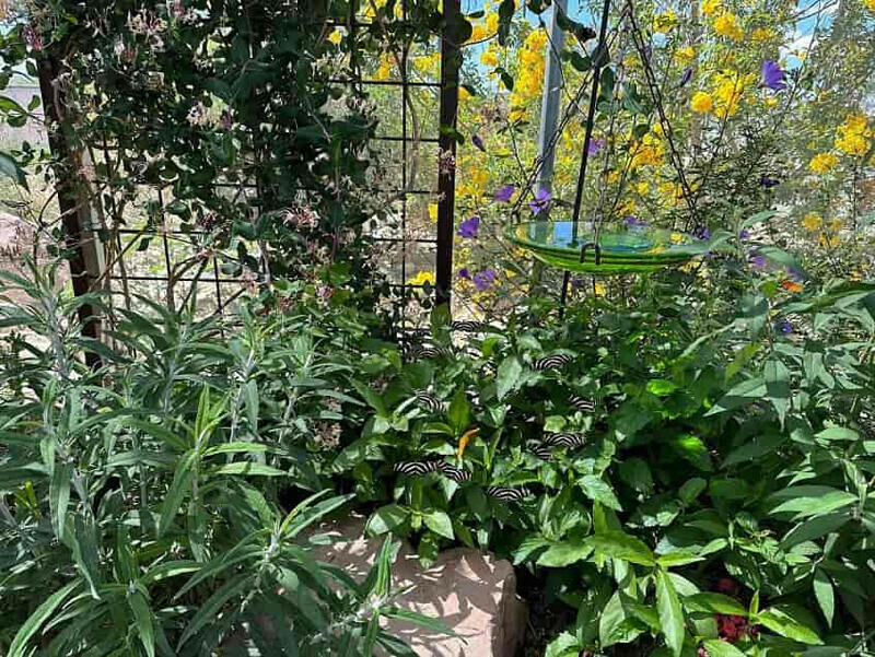 Dikkat testi: Keskin nişancı gibi gözü olanlar 19 kelebeğin hepsini buluyor