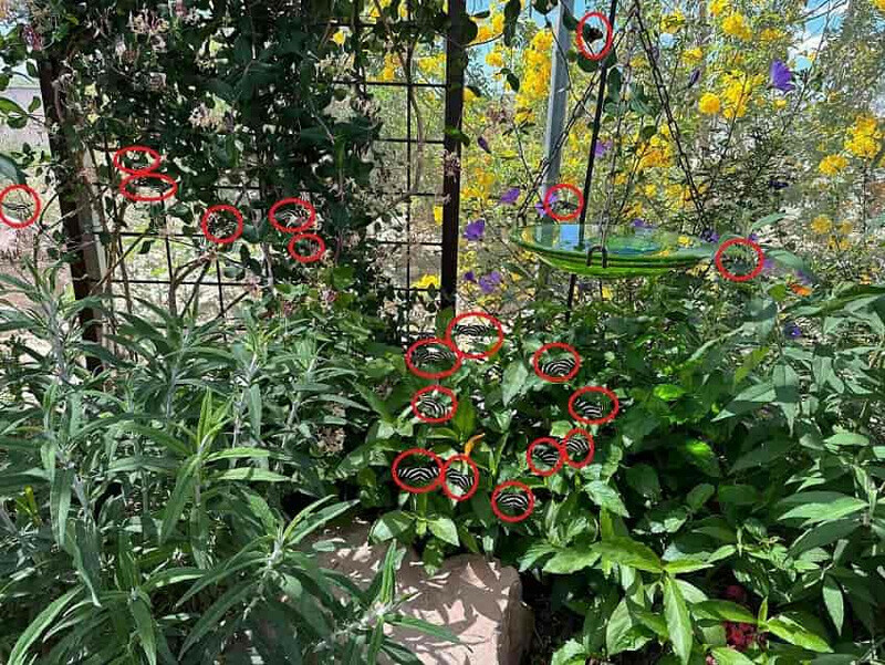 Dikkat testi: Keskin nişancı gibi gözü olanlar 19 kelebeğin hepsini buluyor