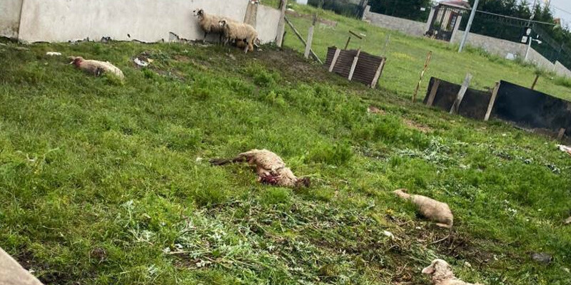 İstanbul'da sokak köpeklerinin saldırdığı 14 kurbanlık telef oldu