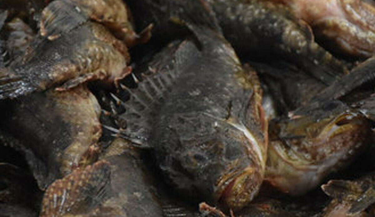 Dokunanı hastanelik ediyor! Dışı zehirli ama içi çok lezzetli: Kilosu 300 TL, tezgahlarda yerini aldı