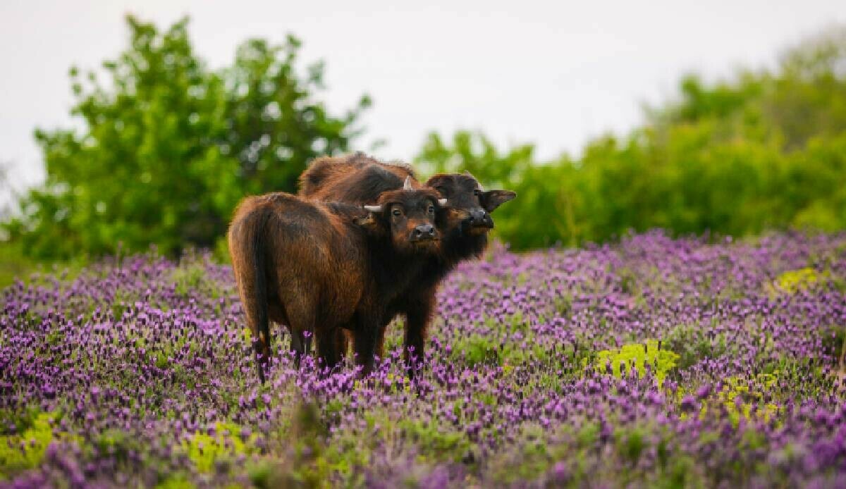 Fotografçılar o şehre akın etti! Adeta cennetten bir manzara