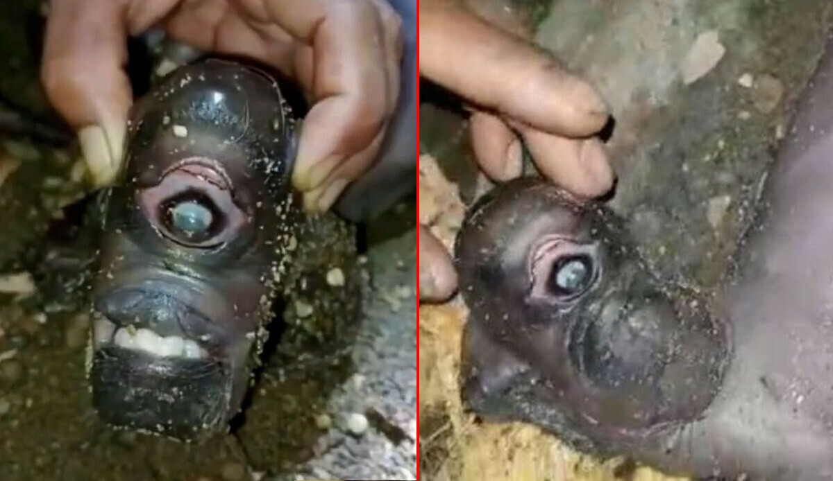 Tek gözlü doğdu, şaşkına çevirdi… Görmek için çevre köylerden akın ettiler