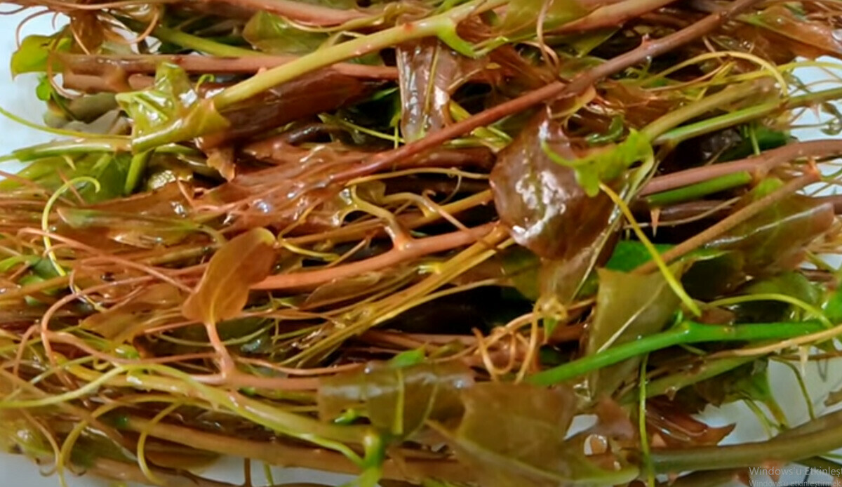 Şimdi tam zamanı… Kirli kanı söküp atıyor, vücudu yeniliyor